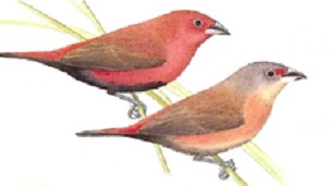 photograph of a Black-bellied Firefinch