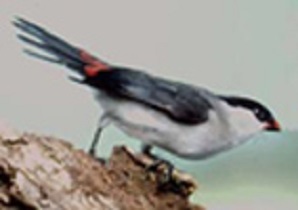 photograph of a Black-crowned Waxbill