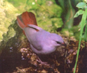 photograph of a Lavender Waxbill
