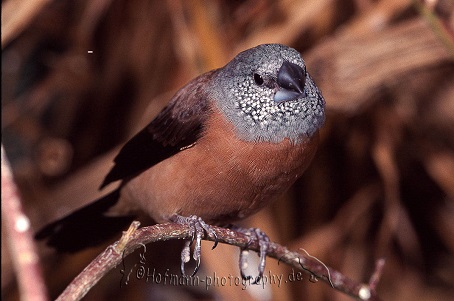 photograph of a Pearl-headed Silverbill 