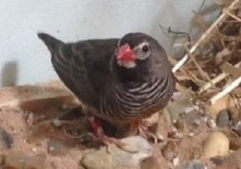 photograph of a quailfinch