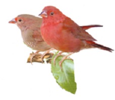 photograph of a red-billed firefinch