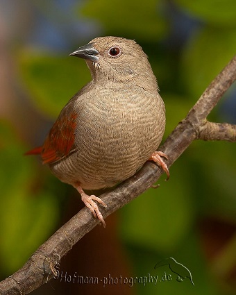 photograph of a Red-winged Pytilia (hen bird)