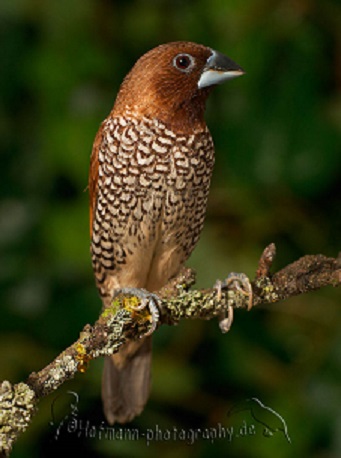photograph of a Spice Finch