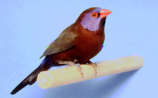photograph of a Violet-eared Waxbill