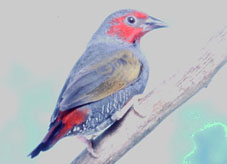 photograph of a Yellow-winged Pytilia